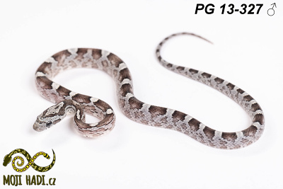 hadi na prodej, mládě, český chov hadů, odchov hadů, mojihadi.cz, Pantherophis guttatus, corn snakes, užovka červená, Diffused Anery, Granite